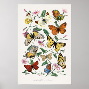 Schmetterlinge Wandkunst Poster im Vintage-Stil Ku