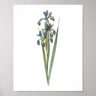 Schmetterlingiris (Iris spuria) von Redouté Poster