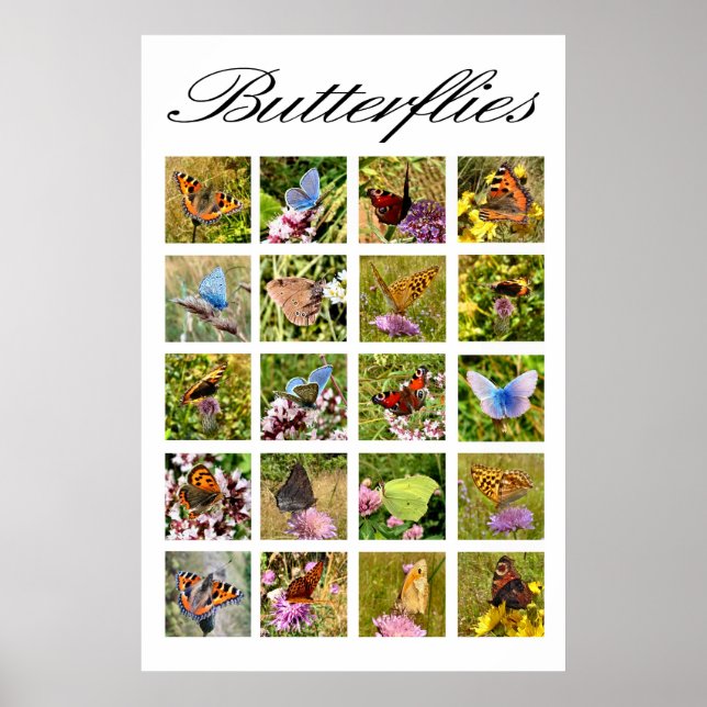 Schmetterlingposter Poster (Vorne)