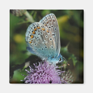 Schmetterlings-allgemeines Blau auf Distelmagneten Magnet