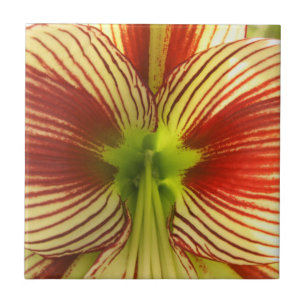Schmetterlings-Amaryllis Fliese