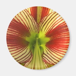 Schmetterlings-Amaryllis Magnet