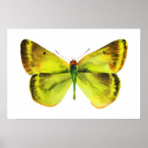 Schmetterlings-Aquarell-Malerei-Plakat Poster