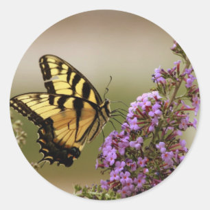 Schmetterlings-Aufkleber Runder Aufkleber