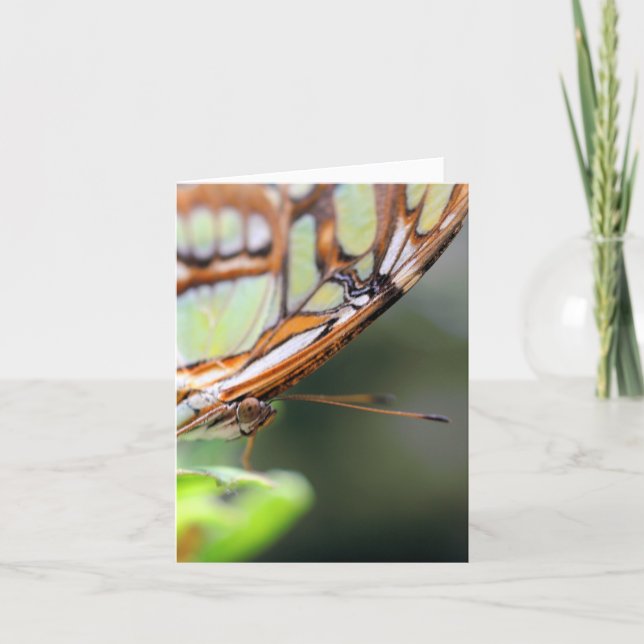 Schmetterlings-Gesicht Naturfotografie Notiz Karte (Vorderseite)