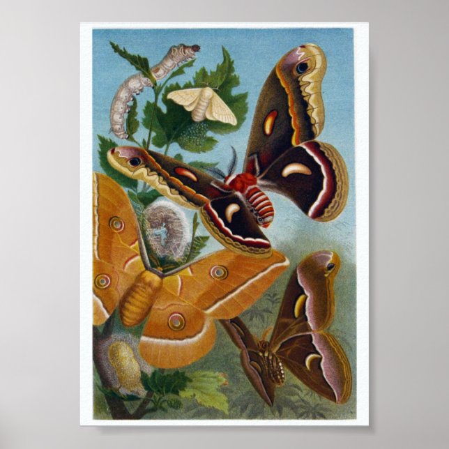 Schmetterlings-Illustrationsposter Poster (Vorne)