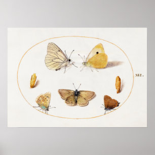 Schmetterlings-Illustrationsposter Poster