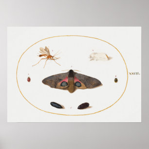 Schmetterlings-Illustrationsposter Poster