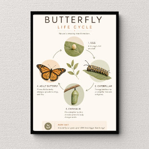 Schmetterlings-Lebenszyklus Bildungs Wissenschaft Poster