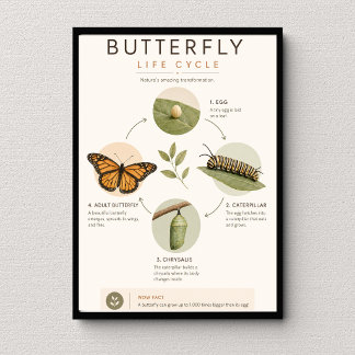 Schmetterlings-Lebenszyklus Bildungs Wissenschaft Poster