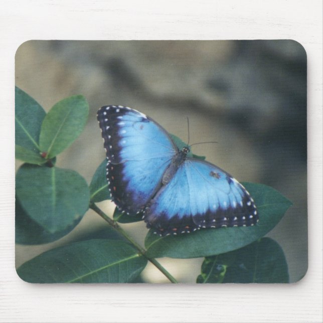 Schmetterlings-Mausunterlage Mousepad (Vorne)