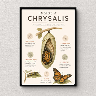 Schmetterlings-Metamorphose-Bildungsplakat Poster