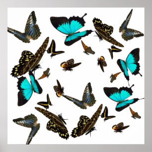 Schmetterlings-multi Plakat 24X24 "