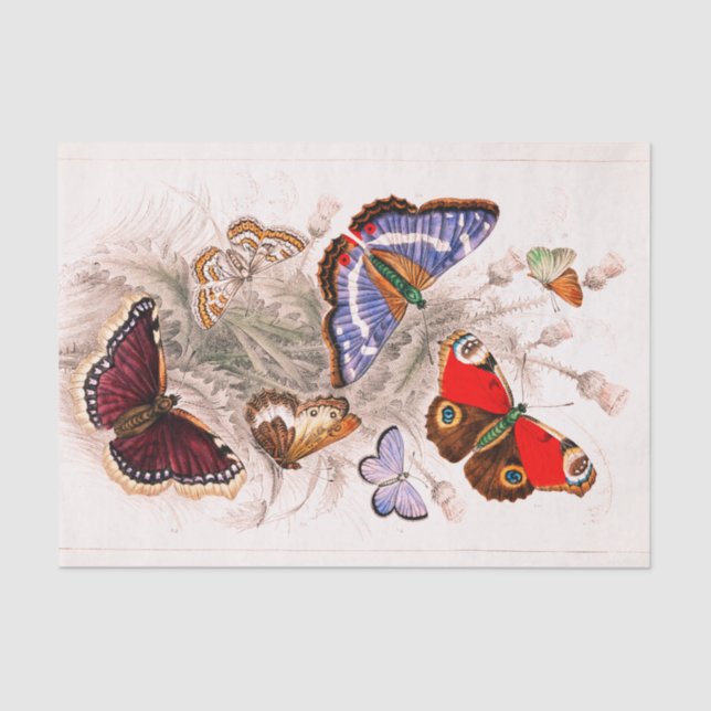 Schmetterlings-Seidenpapier Seidenpapier (Vorderseite)