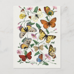 Schmetterlings- und Mottenmalerei von Paul Gervais Postkarte