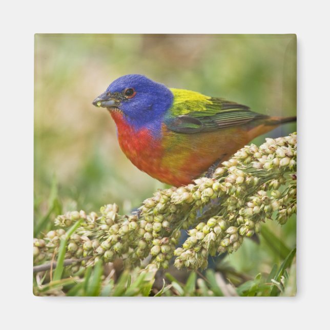 Schmetterlingsammer Magnet (Vorne)