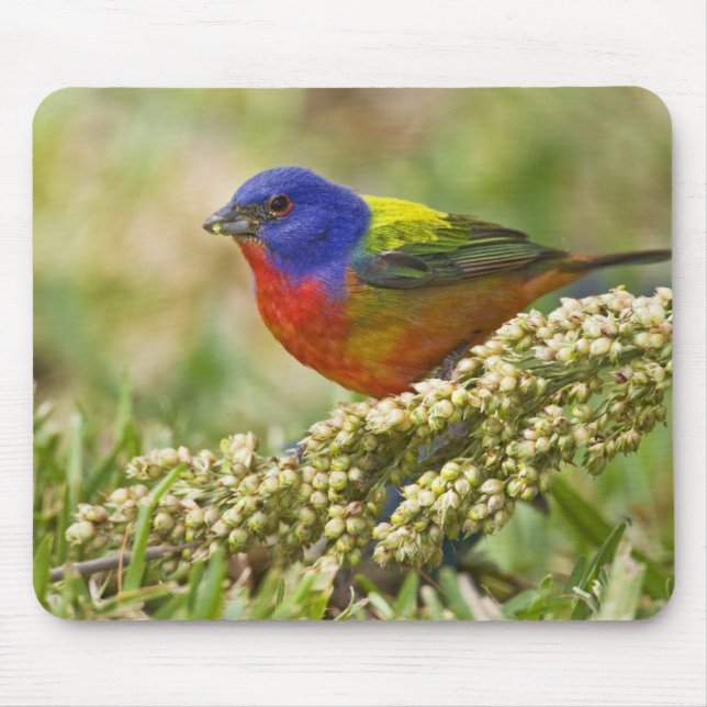 Schmetterlingsammer Mousepad (Vorne)