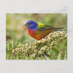 Schmetterlingsammer Postkarte