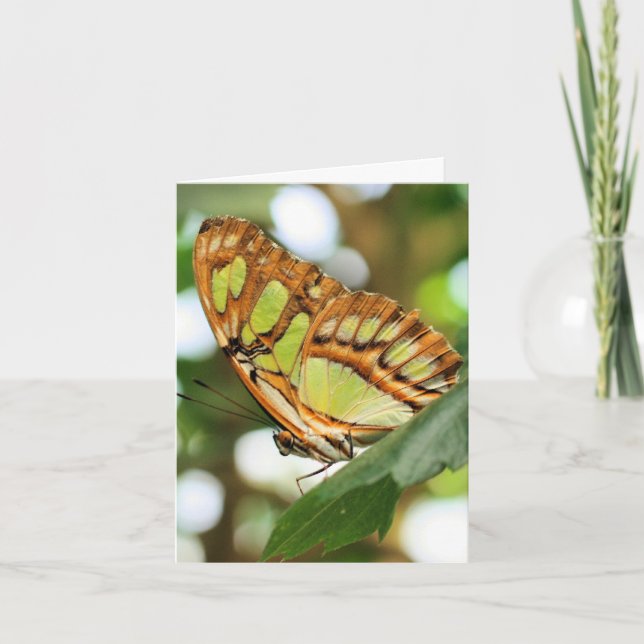 Schmetterlingsbeobachtung Naturfotografie Notiz Karte (Vorderseite)