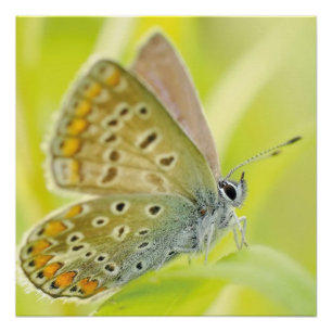Schmetterlingsblüten Blume blühen Liebe Zerstörung Poster
