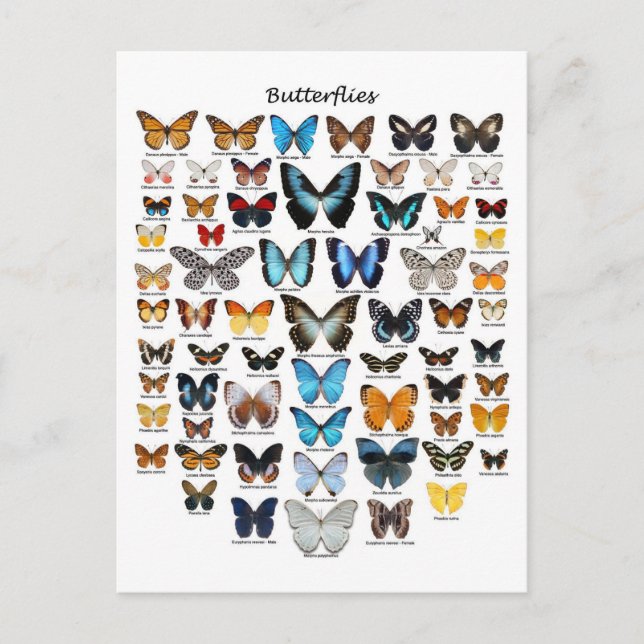 Schmetterlingsdiagramm Postkarte (Vorderseite)