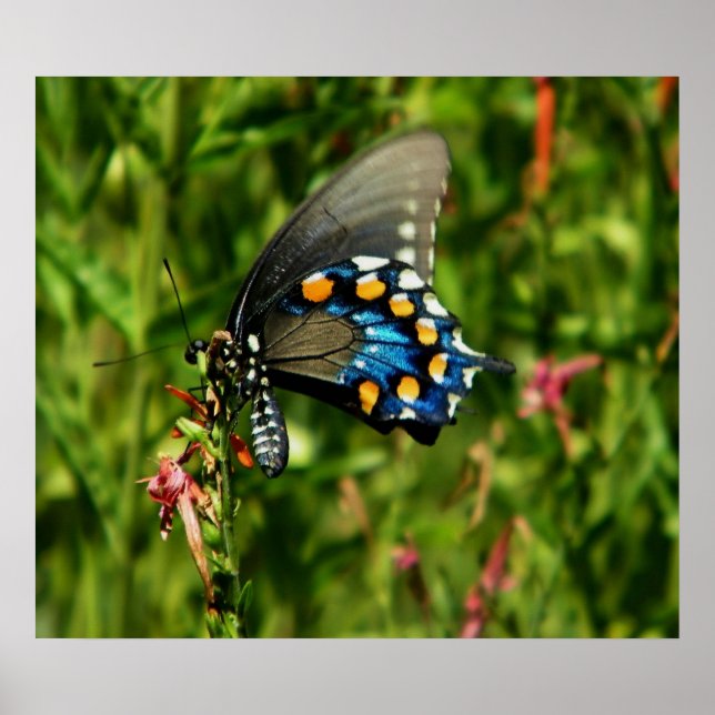 Schmetterlingsdruck des Fracks Pipevine Poster (Vorne)