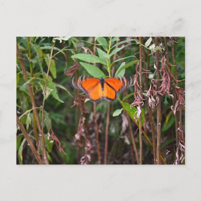 Schmetterlingsflattern in Schildkröten Postkarte (Vorderseite)