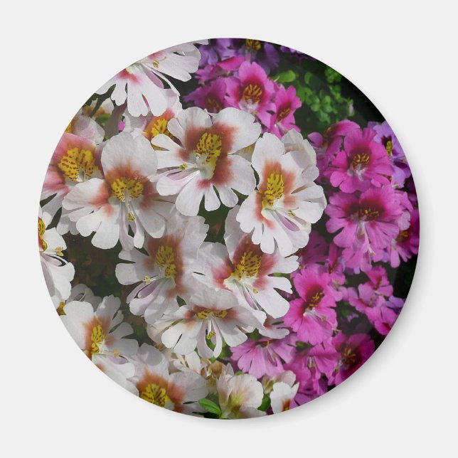 Schmetterlingsfliege Blume Weißrosa und Lila Magnet (Vorne)