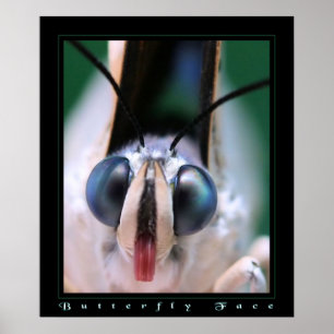 Schmetterlingsfoto Poster