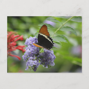 Schmetterlingsgarten Postkarte