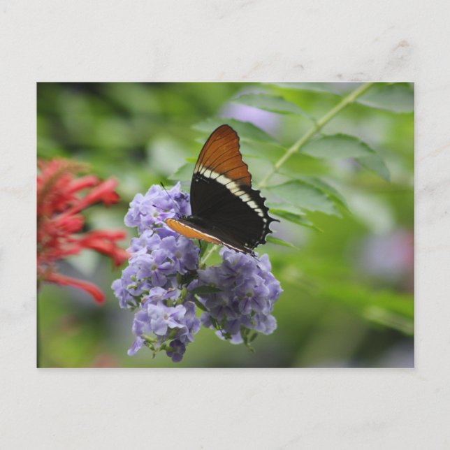 Schmetterlingsgarten Postkarte (Vorderseite)