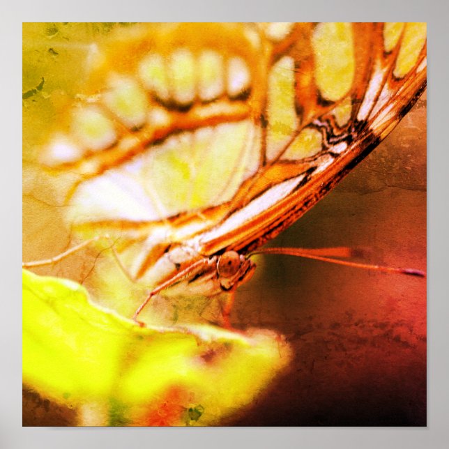 Schmetterlingsgesicht Nah in beängstigender Kunst Poster (Vorne)