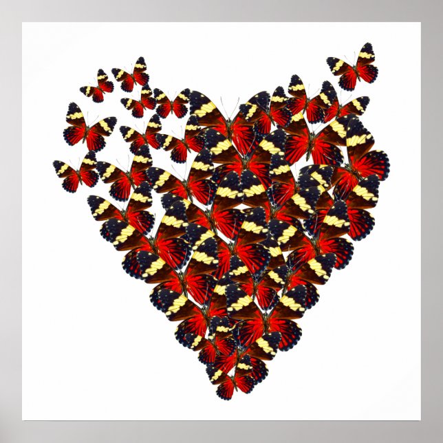 Schmetterlingsherz Poster (Vorne)