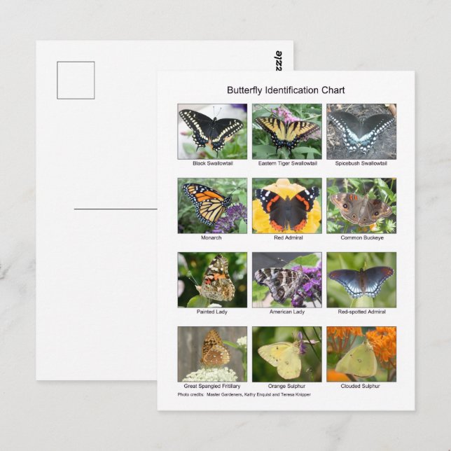 Schmetterlingsidentifikation Postkarte (Vorne/Hinten)
