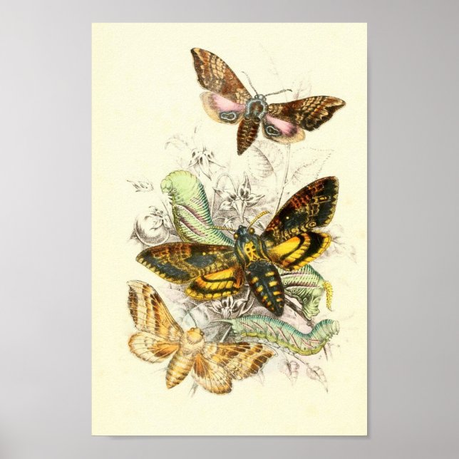 Schmetterlingsillustration Poster (Vorne)