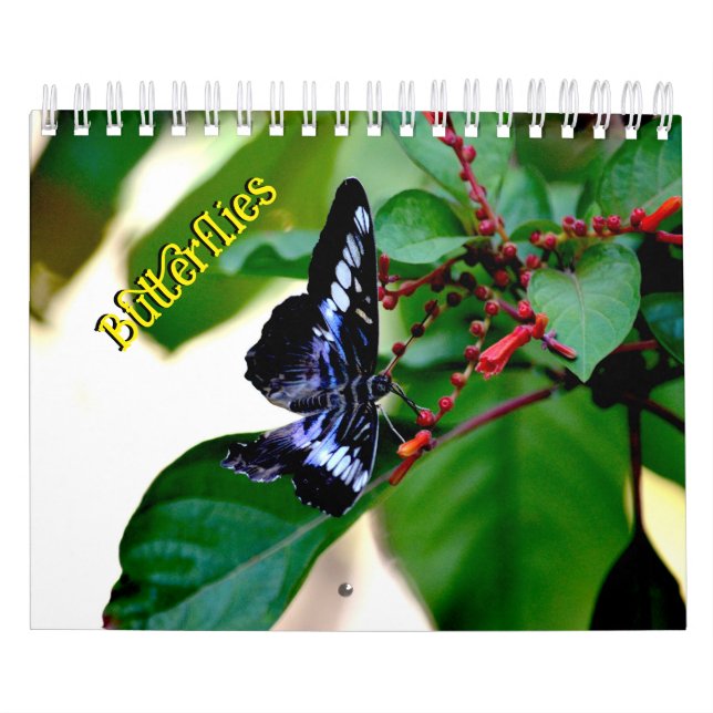 Schmetterlingskalender Kalender (Titelbild)