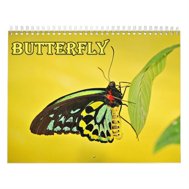 Schmetterlingskalender Kalender (Titelbild)