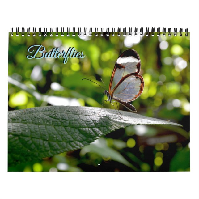 Schmetterlingskalender Kalender (Titelbild)
