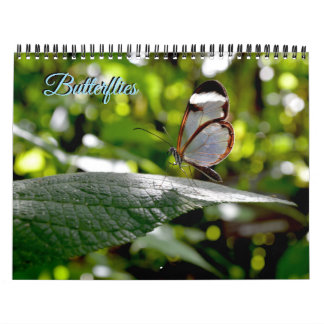Schmetterlingskalender Kalender