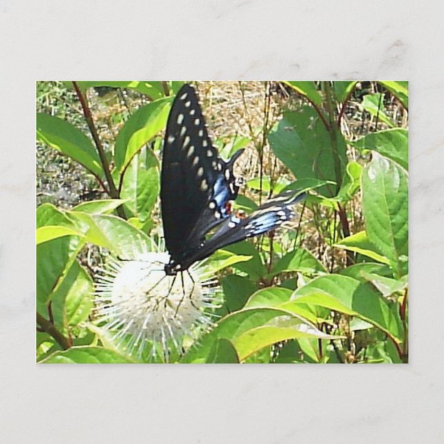 Schmetterlingskarte Postkarte (Vorderseite)