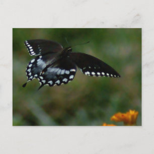 Schmetterlingskarte Postkarte