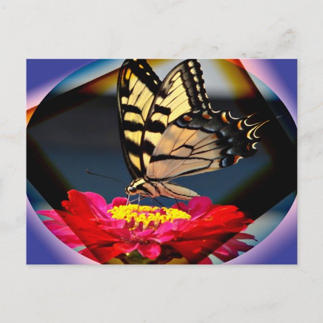 Schmetterlingskarte Postkarte (Vorderseite)