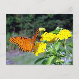 Schmetterlingskarte Postkarte