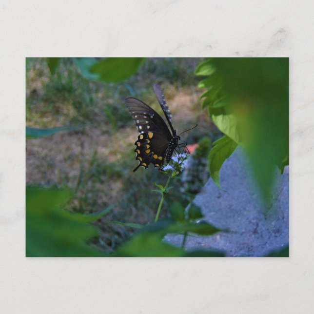 Schmetterlingskarte Postkarte (Vorderseite)