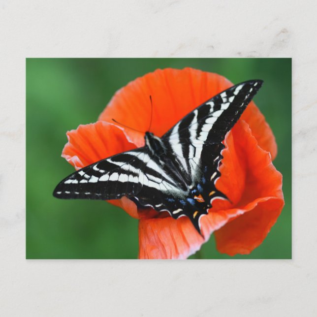 Schmetterlingskarte Postkarte (Vorderseite)