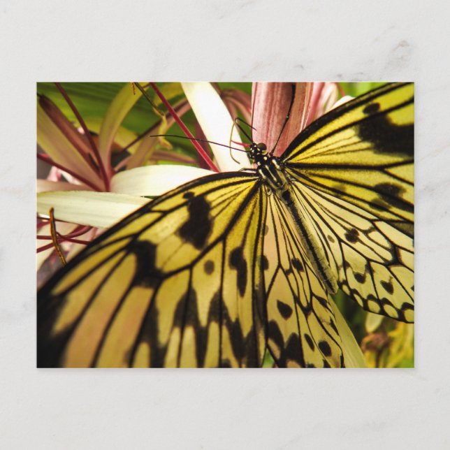 Schmetterlingskarte Postkarte (Vorderseite)