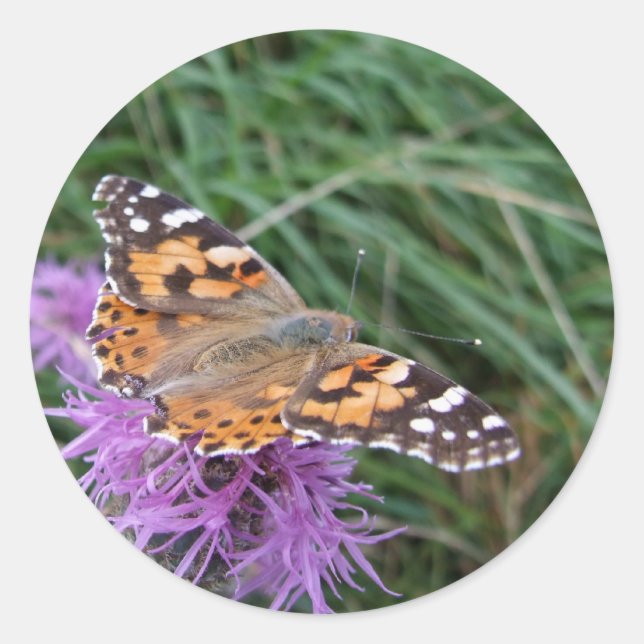 Schmetterlingskleber Runder Aufkleber (Vorderseite)