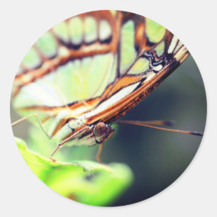 Schmetterlingskraft Runder Aufkleber