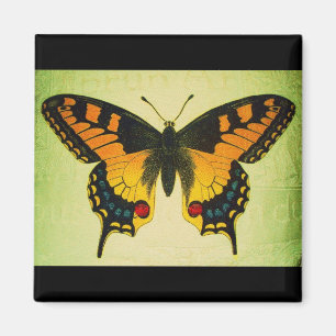 Schmetterlingsmagnet Magnet