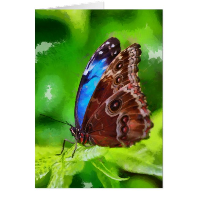 Schmetterlingsmalerei (Vorne)